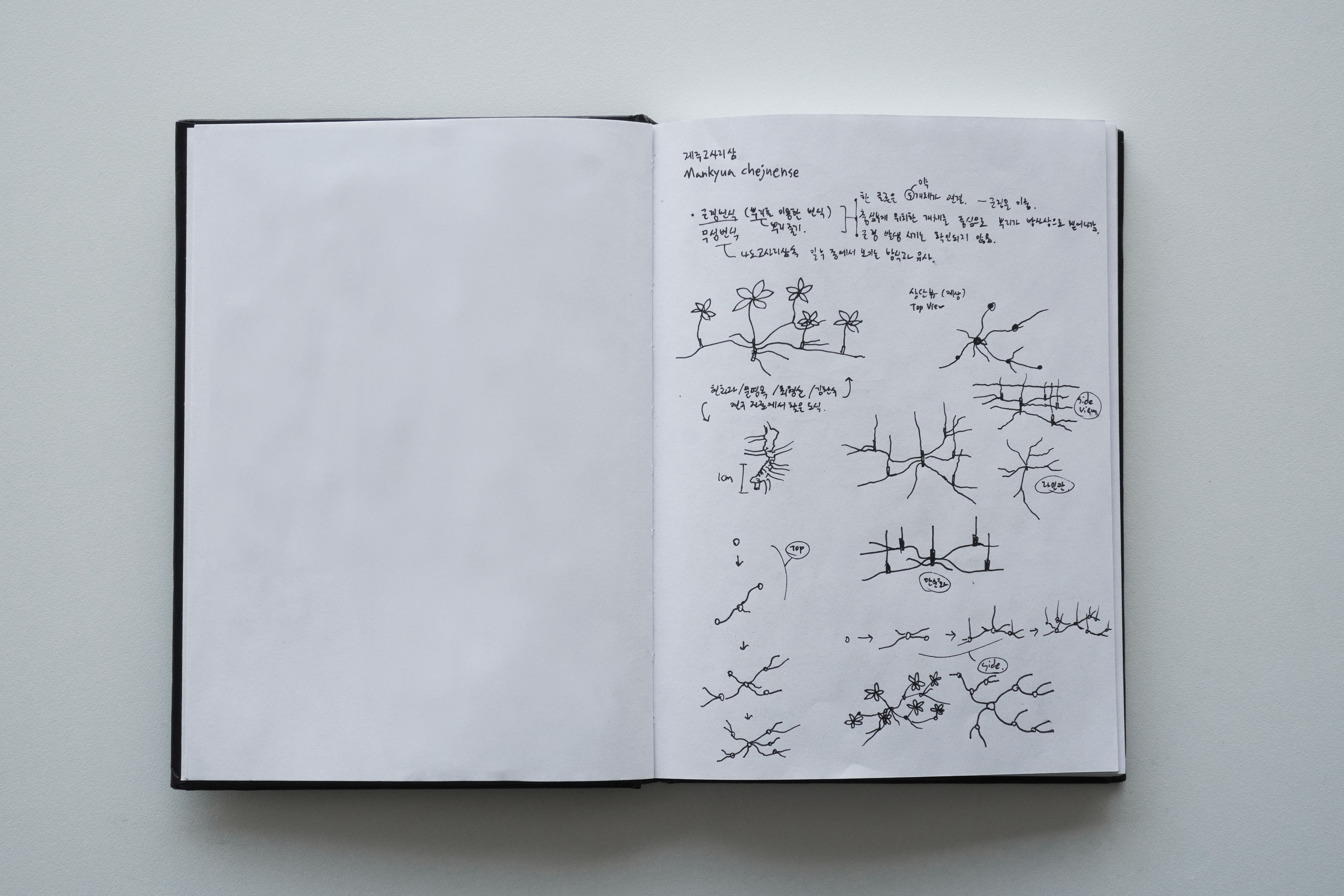 A sketchbook page showing botanical illustrations and notes in Korean, including diagrams of plant growth and branching structures.