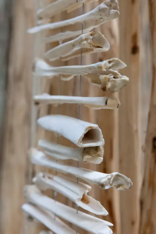 A close-up of pale animal bones suspended in a vertical sequence, set against a backdrop of light-colored wooden poles.