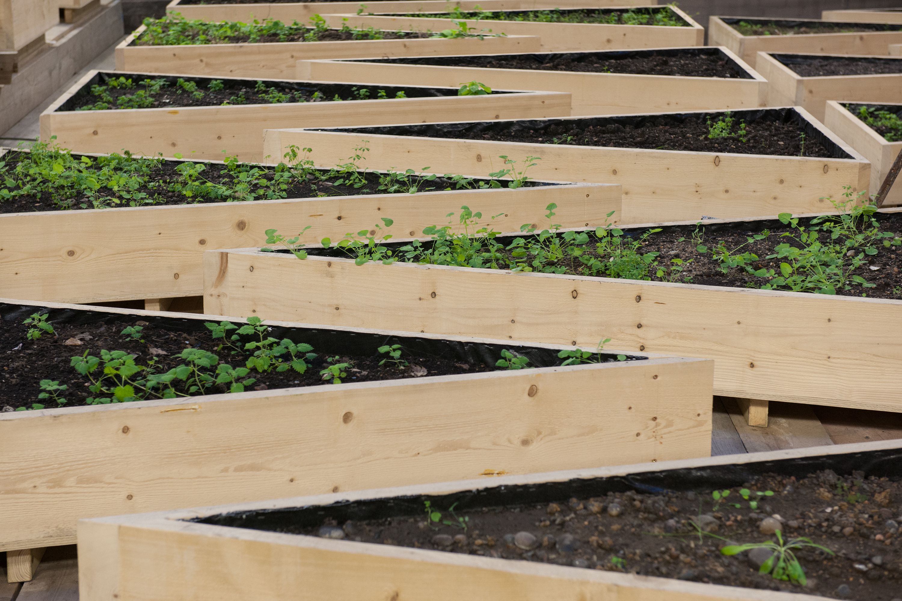 Large wooden triangle-shaped plant boxes arranged in an irregular checkerboard pattern.