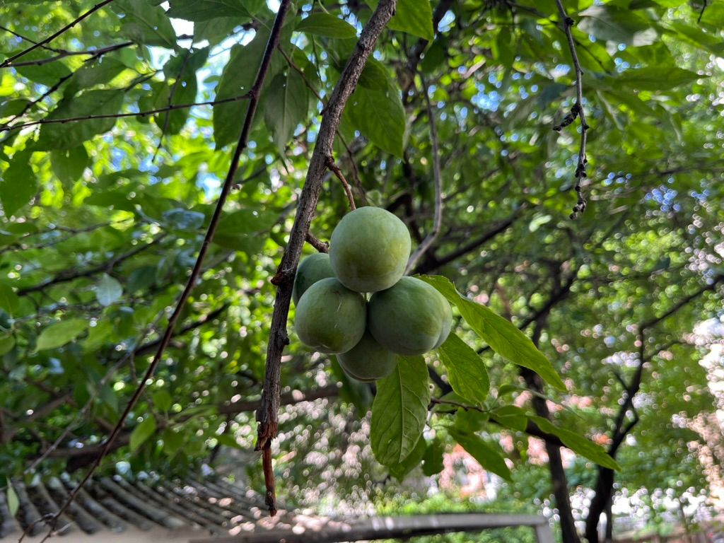 Close-up of green fruits hanging from a tree branch with lush green leaves in the background.