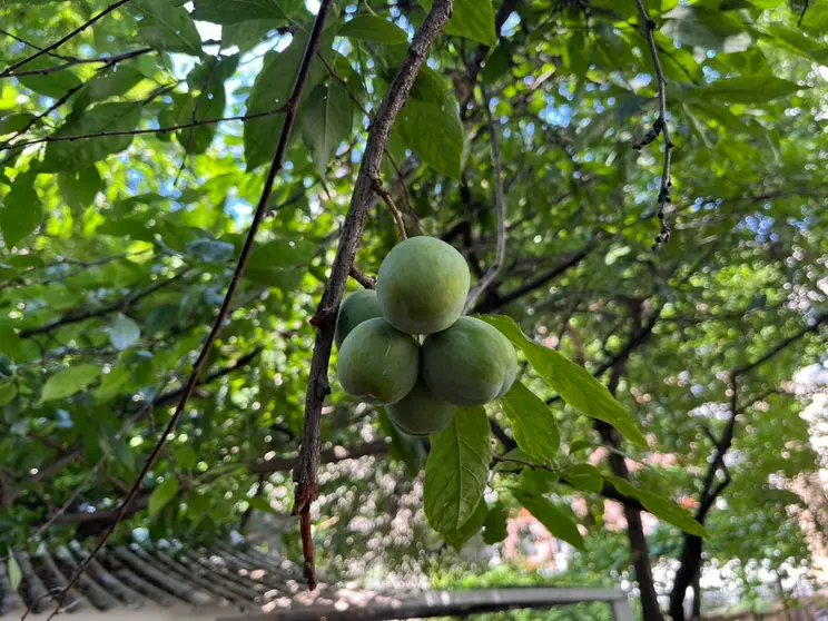 Close-up of green fruits hanging from a tree branch with lush green leaves in the background.