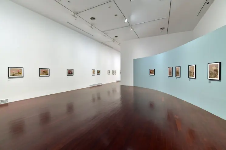 A gallery room with wooden floors displaying framed photos of Japanese cherry blossoms on a white wall.