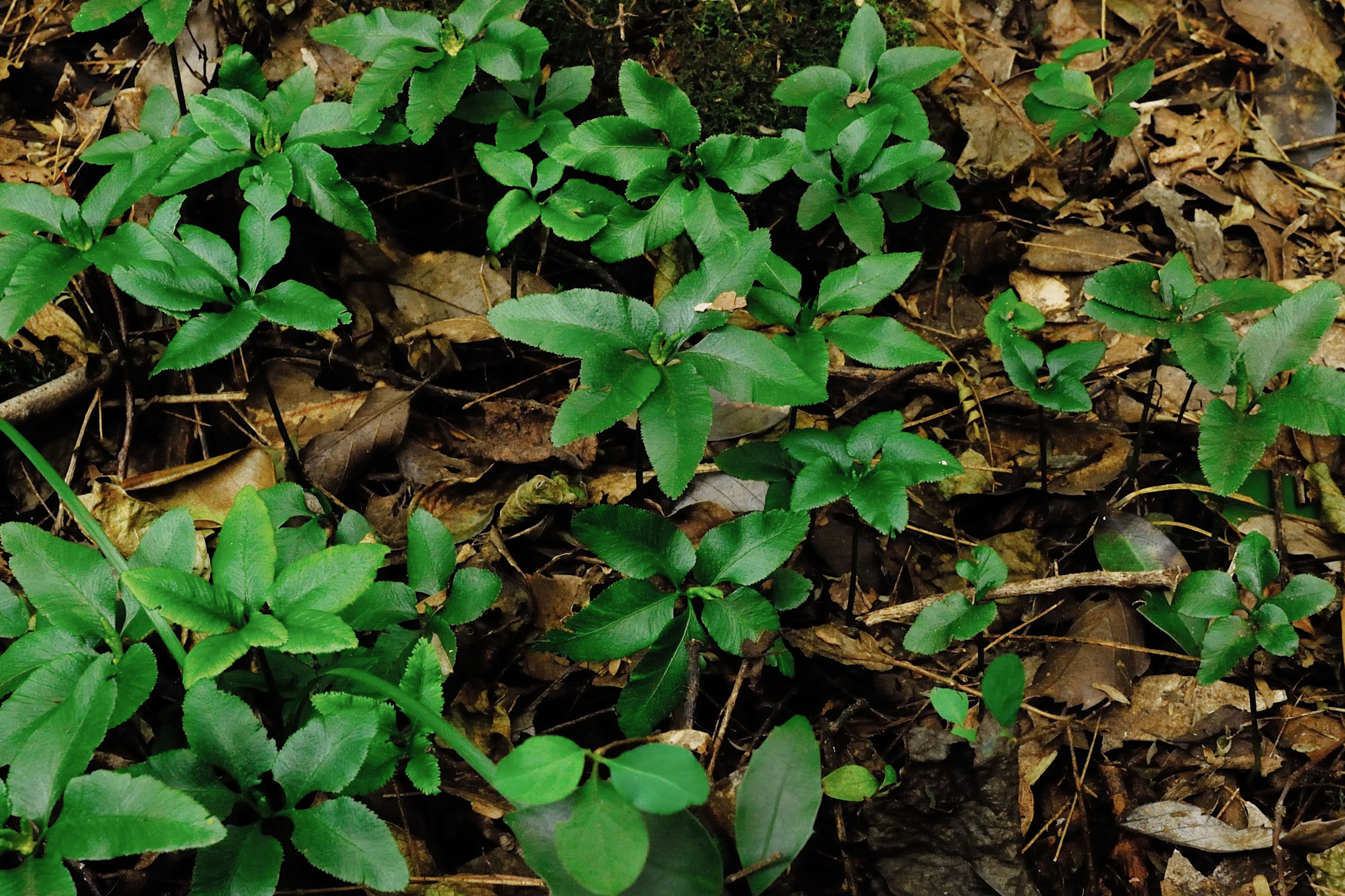 Small green plants with pointed leaves emerging from a forest floor covered in dry leaves.