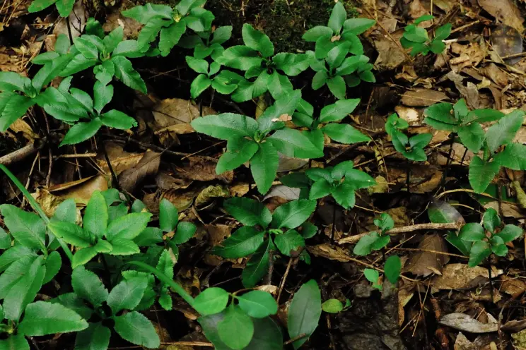 Small green plants with pointed leaves emerging from a forest floor covered in dry leaves.