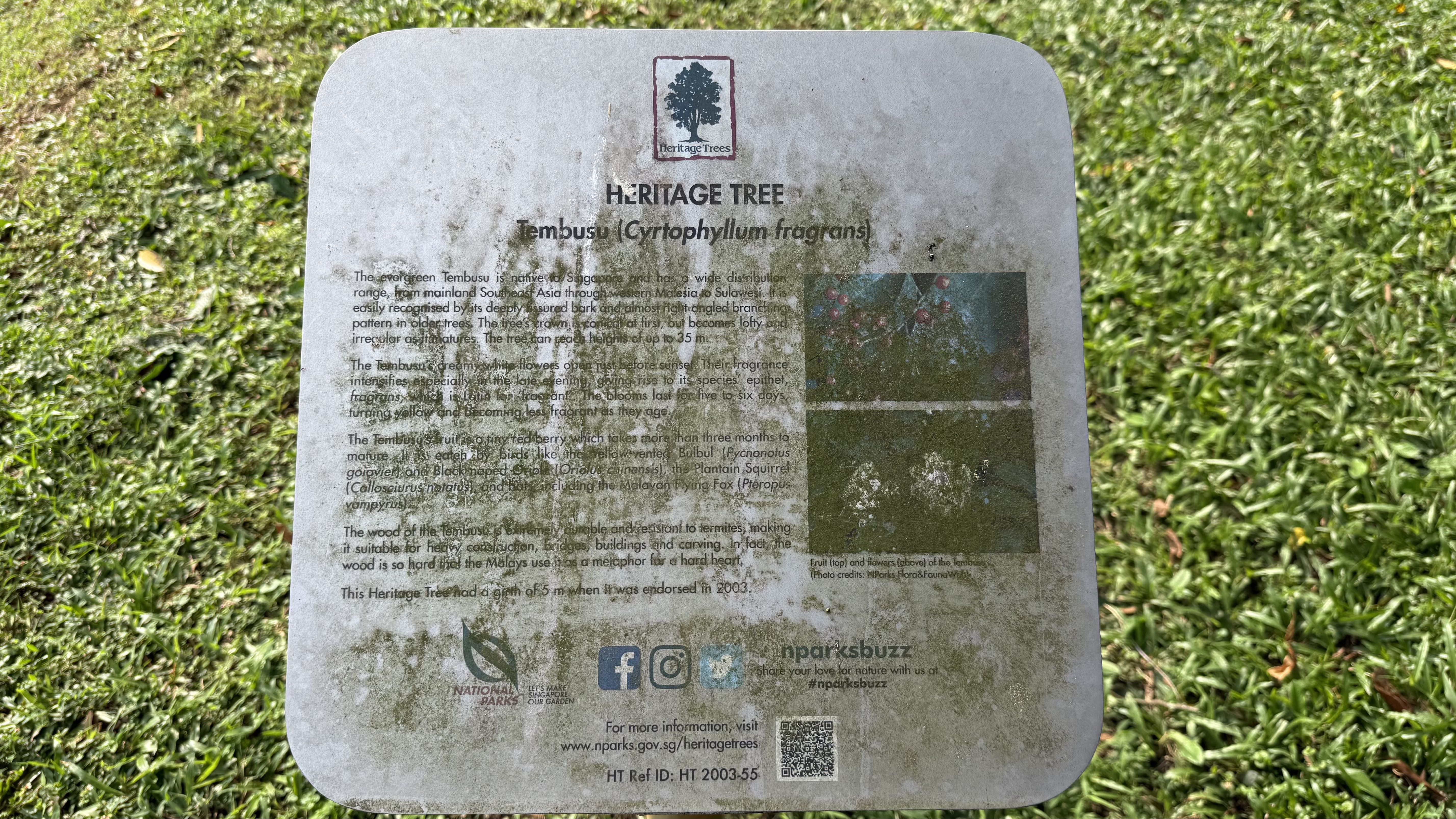 Weathered information sign about the Tembusu (Cyrtophyllum fragrans) heritage tree, set in the grass.