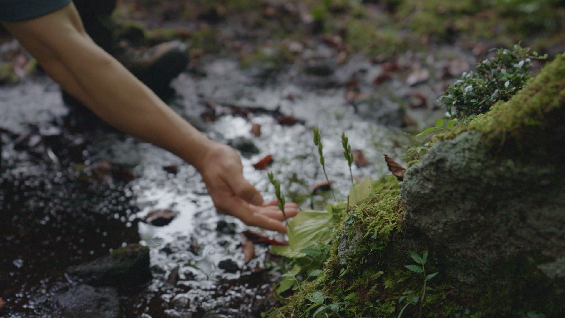 A hand reaches toward small green plants growing near a moss-covered rock in a damp, forest setting.