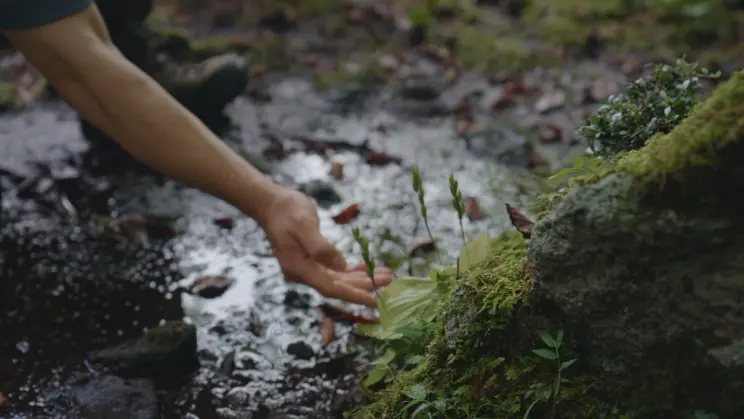 A hand reaches toward small green plants growing near a moss-covered rock in a damp, forest setting.