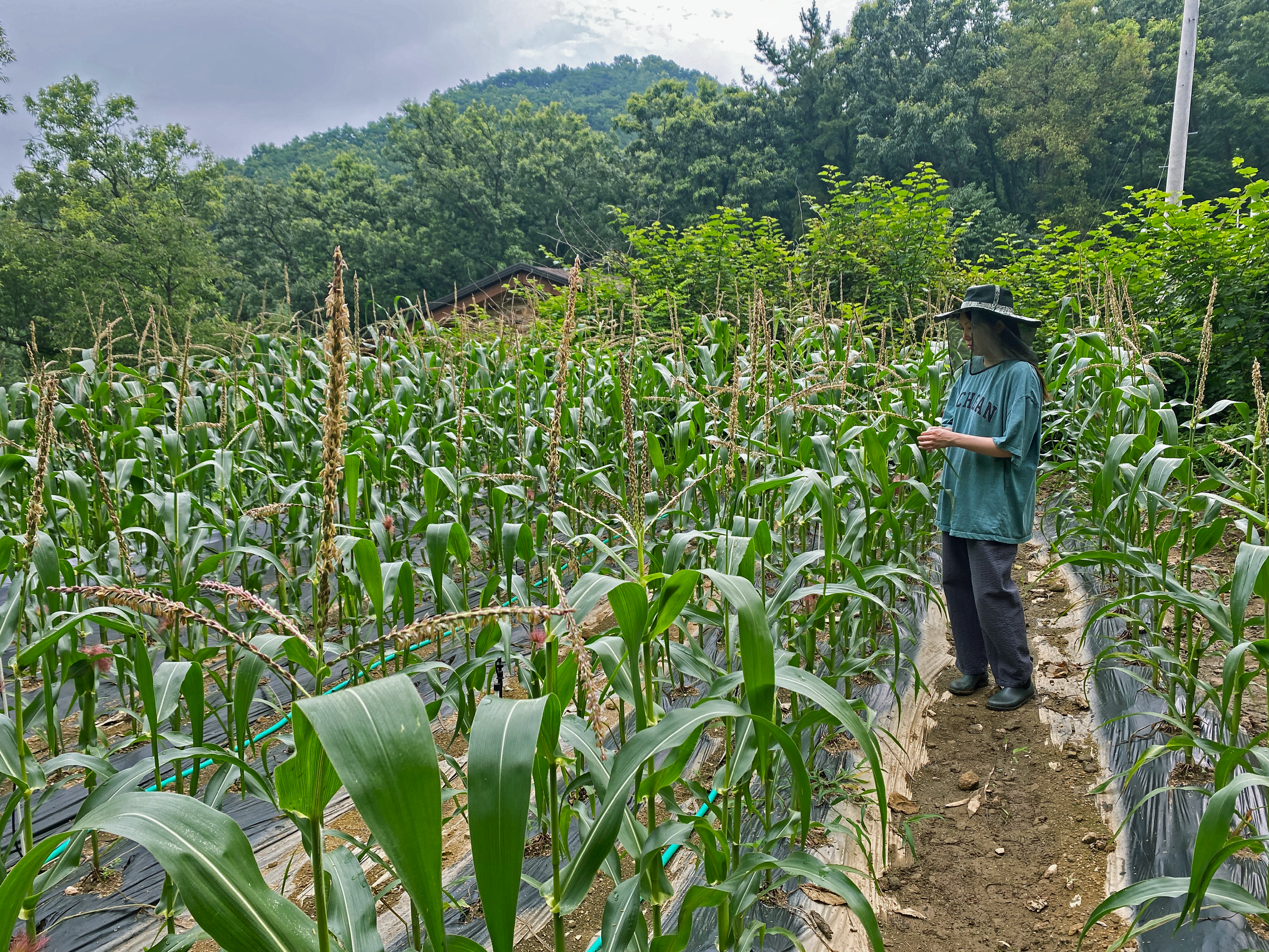 A person wearing a hat stands in a corn field.