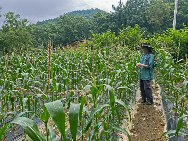 A person wearing a hat stands in a corn field.