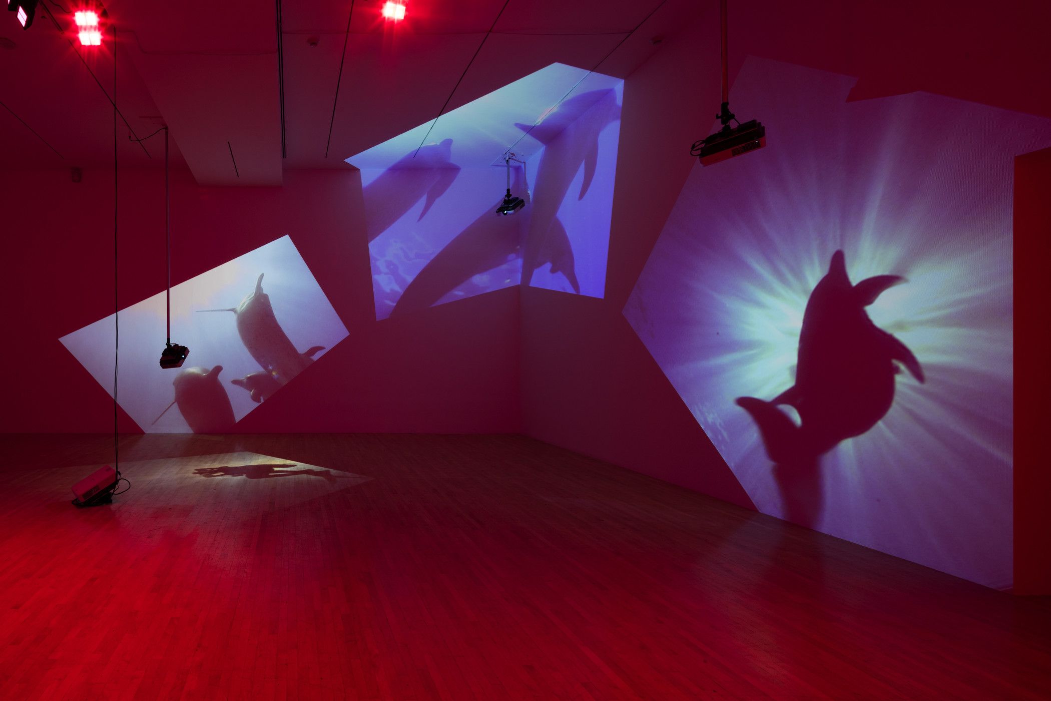 A dark, red-tinted room displays projected images of dolphins swimming in water on its walls, contributing to a vivid and ...