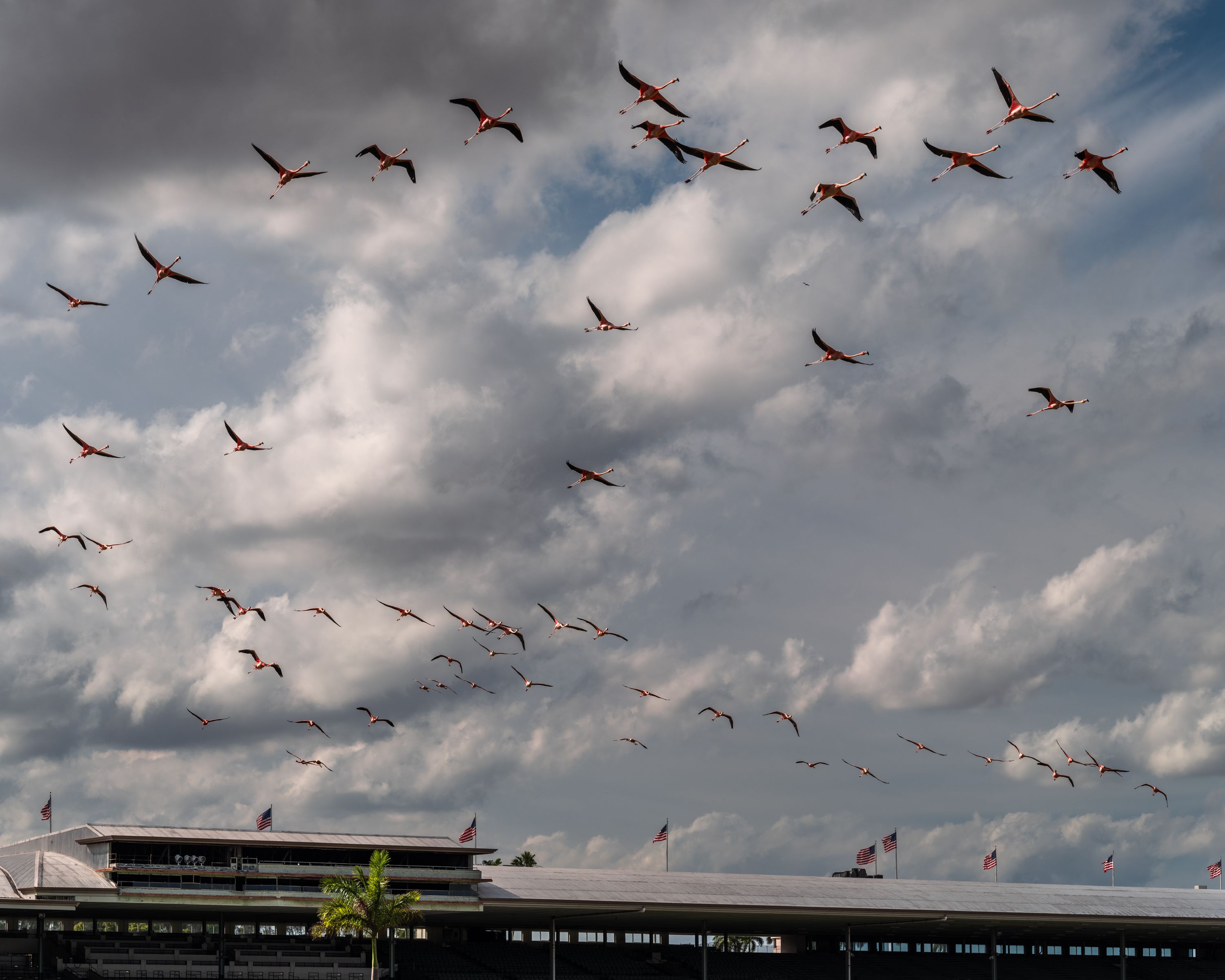 Flamingos fly over to Hialeah race track.