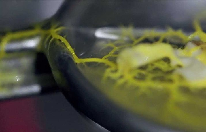 Slime mold spreads in a controlled environment, showcasing natural patterns and movement.