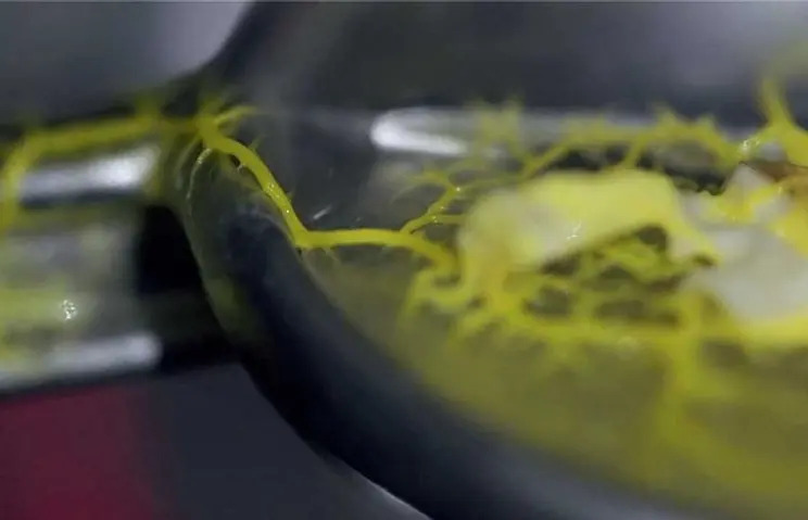 Slime mold spreads in a controlled environment, showcasing natural patterns and movement.