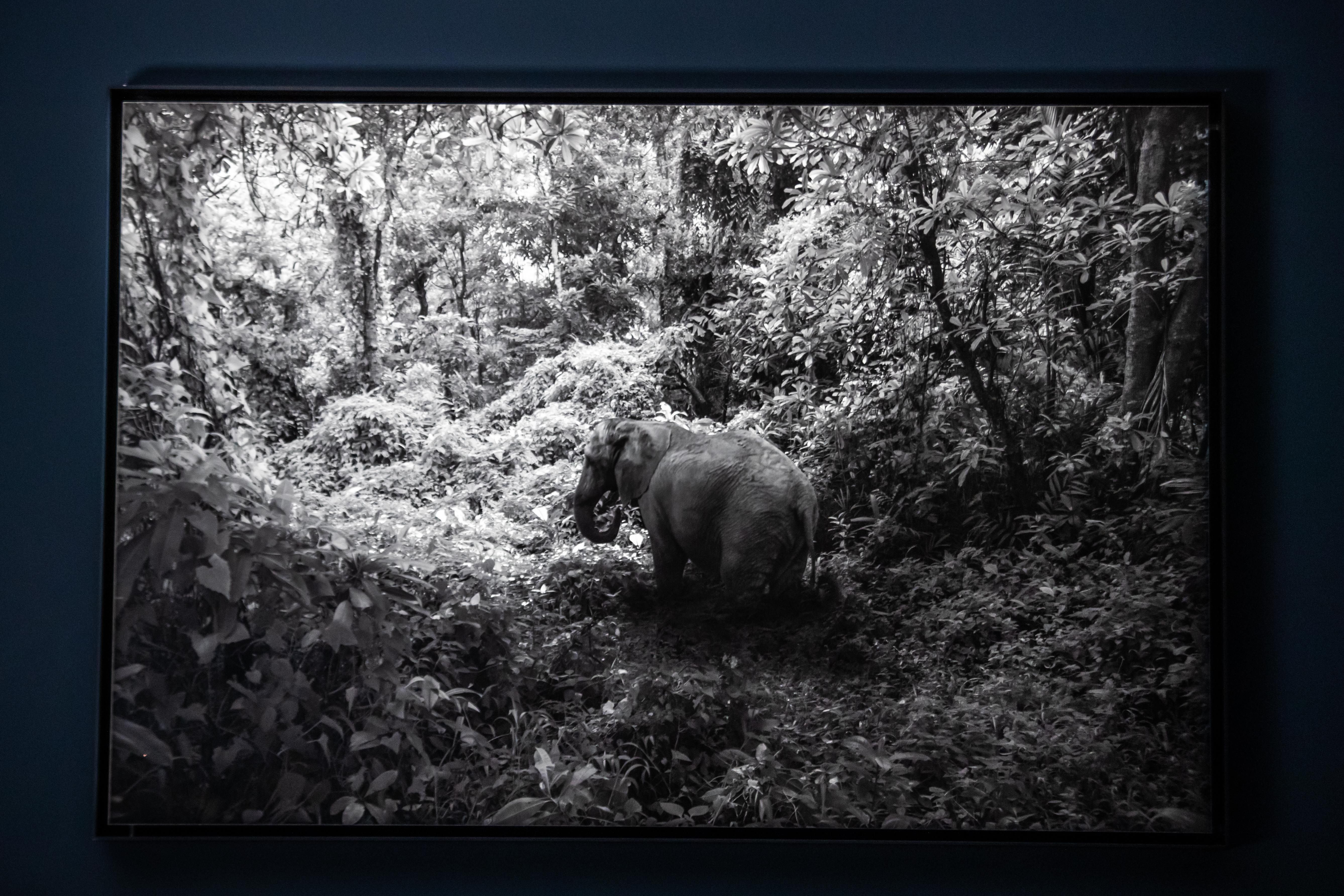 Black and white photo of an elephant in a lush forest.