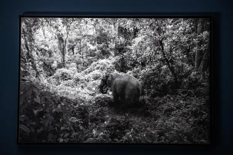 Black and white photo of an elephant in a lush forest.