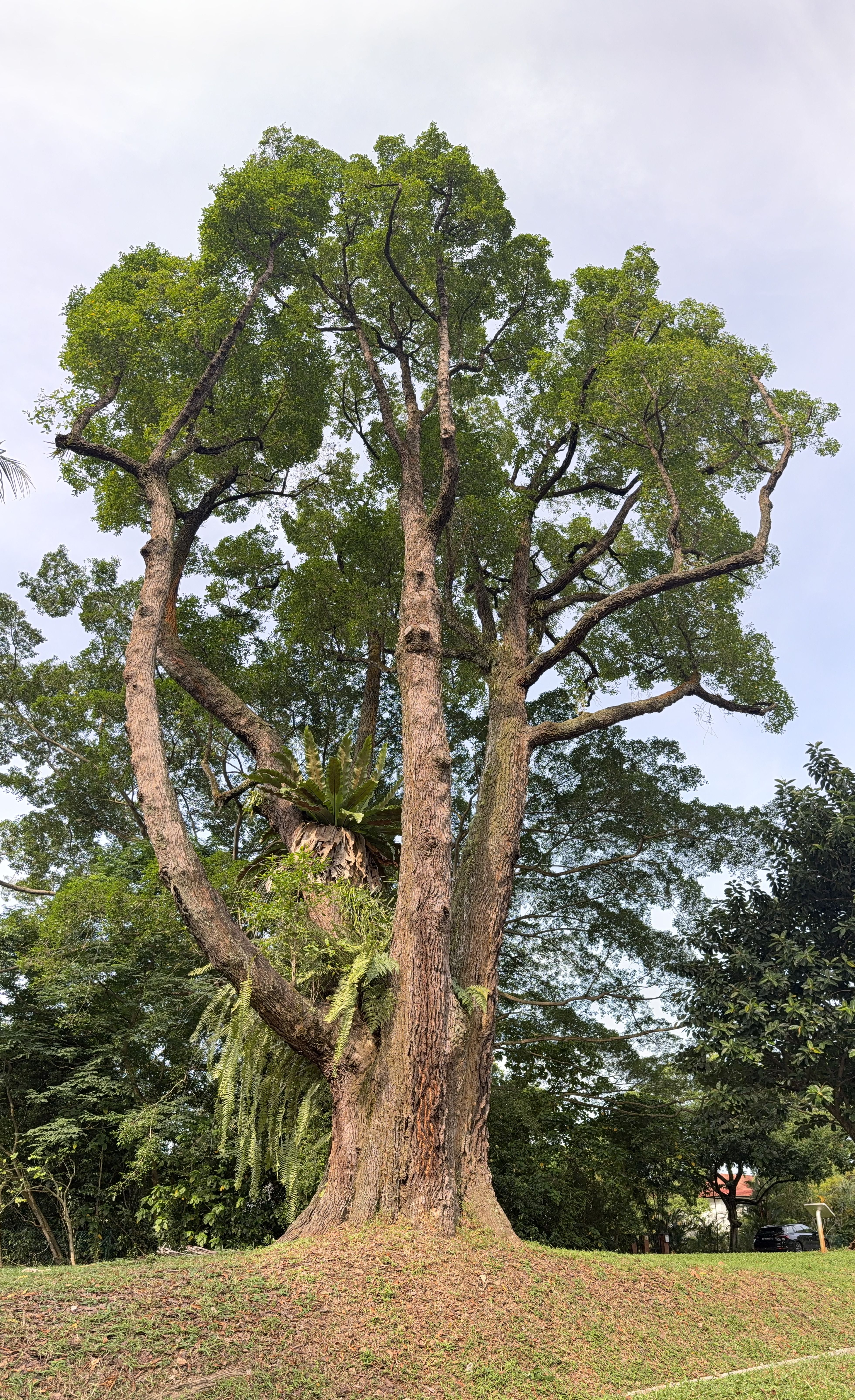 A tall Tembusu tree with a wide trunk and spreading green canopy, seen from the ground.