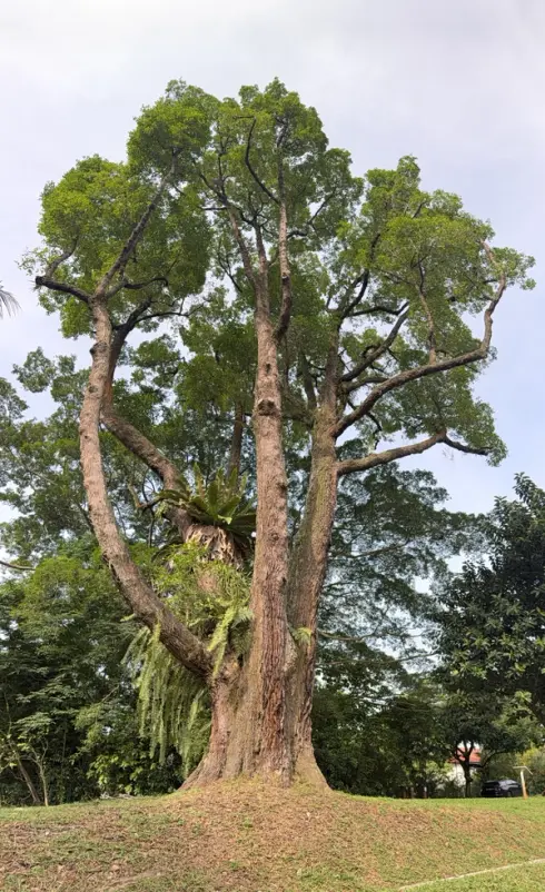 A tall Tembusu tree with a wide trunk and spreading green canopy, seen from the ground.