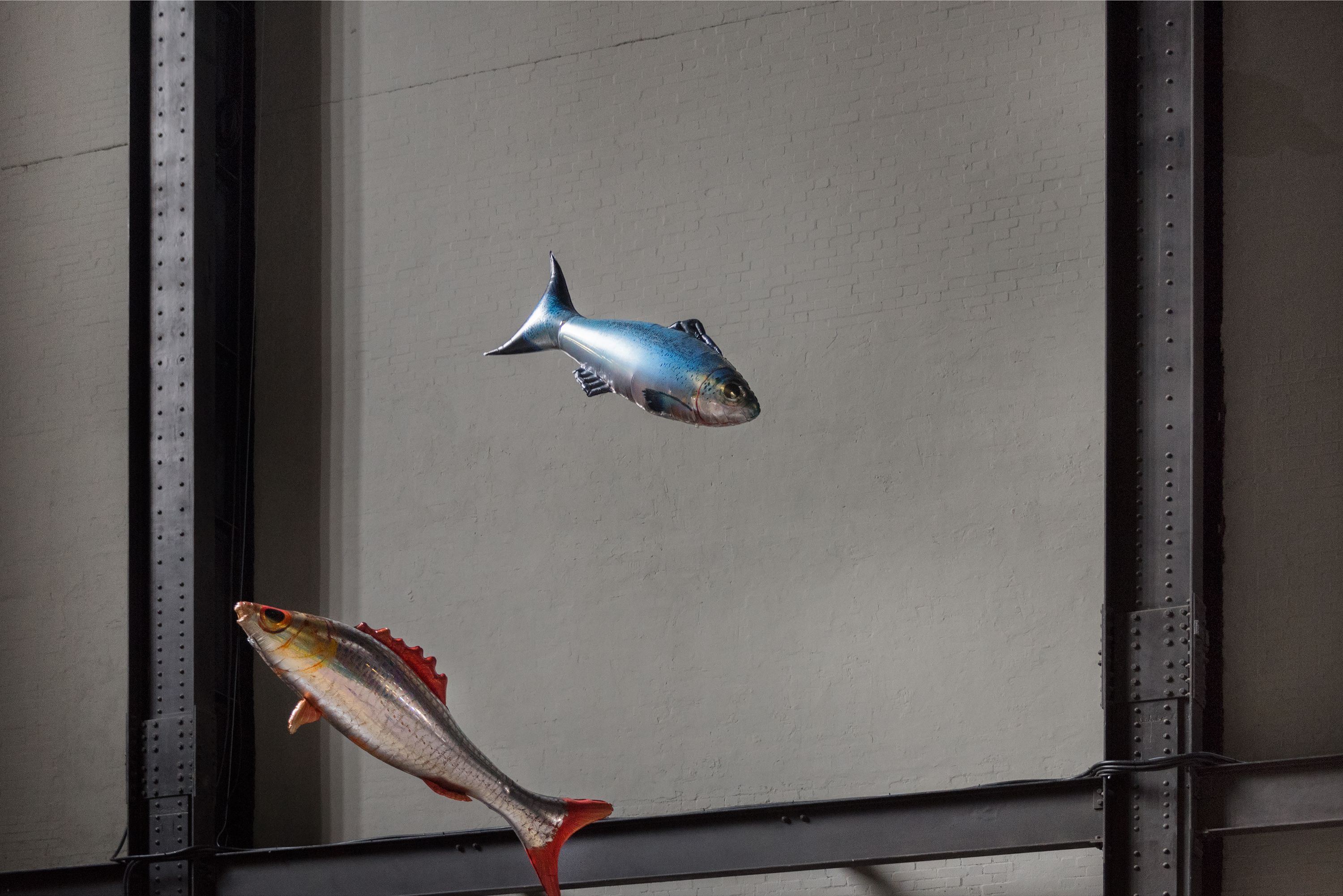 Two floating fish sculptures, one with a silver-blue hue and the other in silver-red, are suspended in the air against a w...