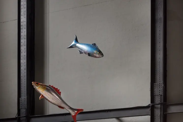 Two floating fish sculptures, one with a silver-blue hue and the other in silver-red, are suspended in the air against a w...