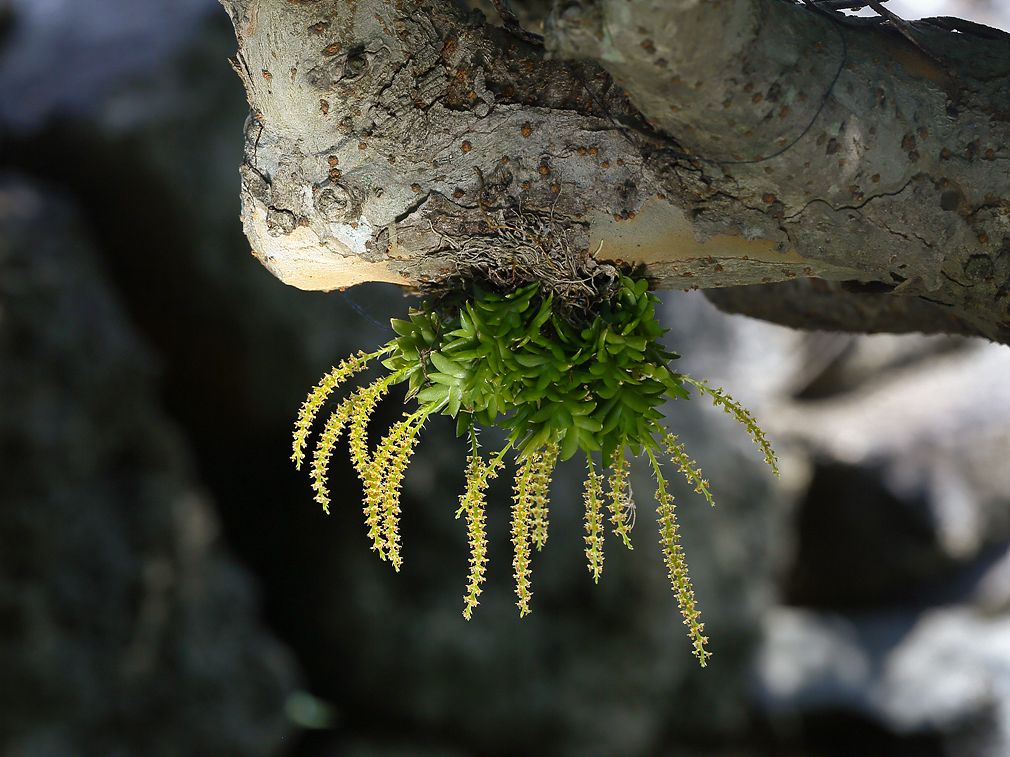 A cluster of tiny green plants with long, delicate yellow flower spikes hanging from a tree branch.