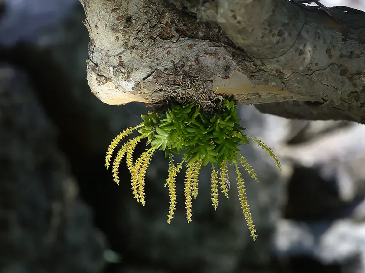 A cluster of tiny green plants with long, delicate yellow flower spikes hanging from a tree branch.