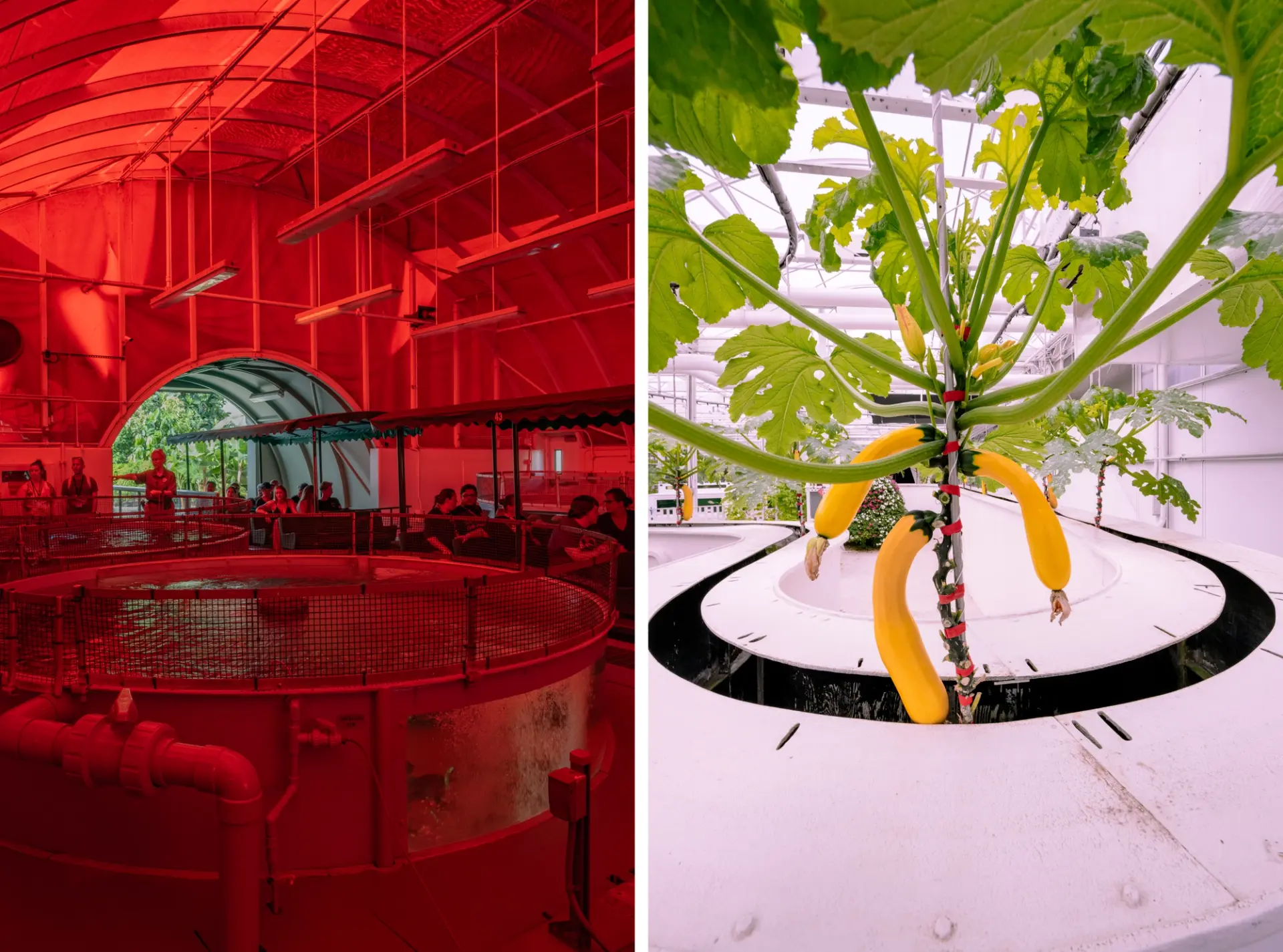 Split image: left shows a red-lit indoor farm, right shows bananas growing in a circular white planter.