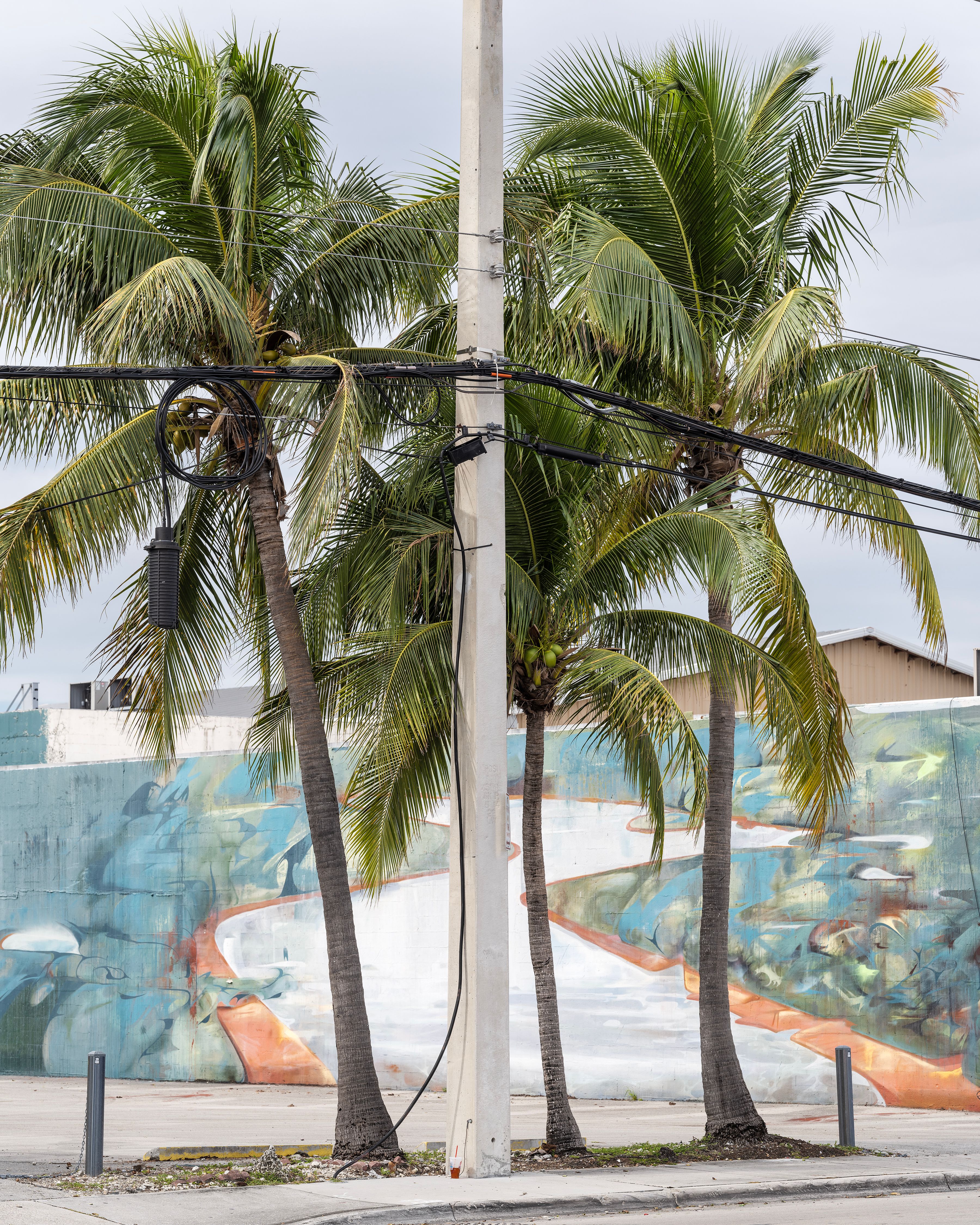 Palms in front of a building in Allapattah, Miami