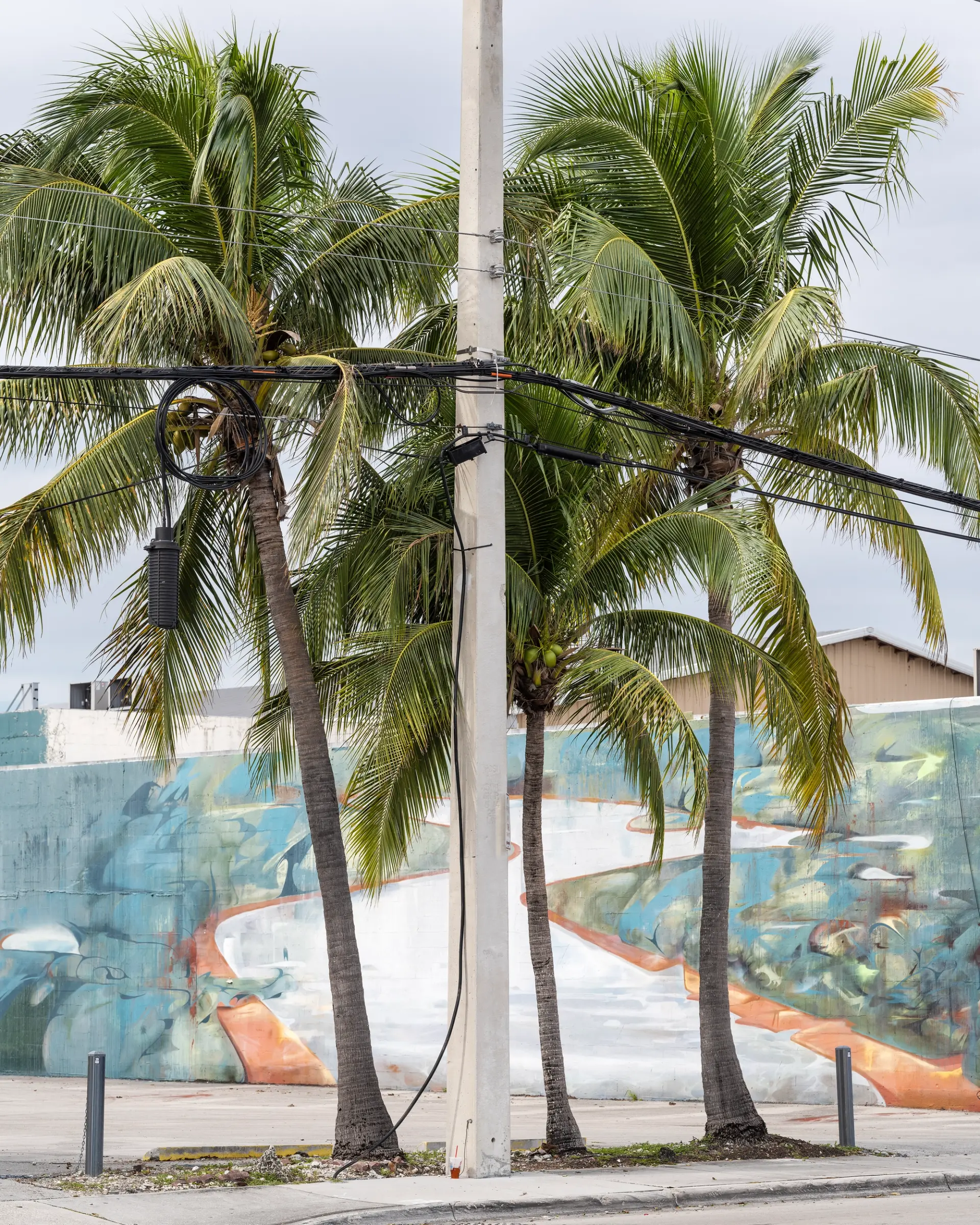 Palms in front of a building in Allapattah, Miami