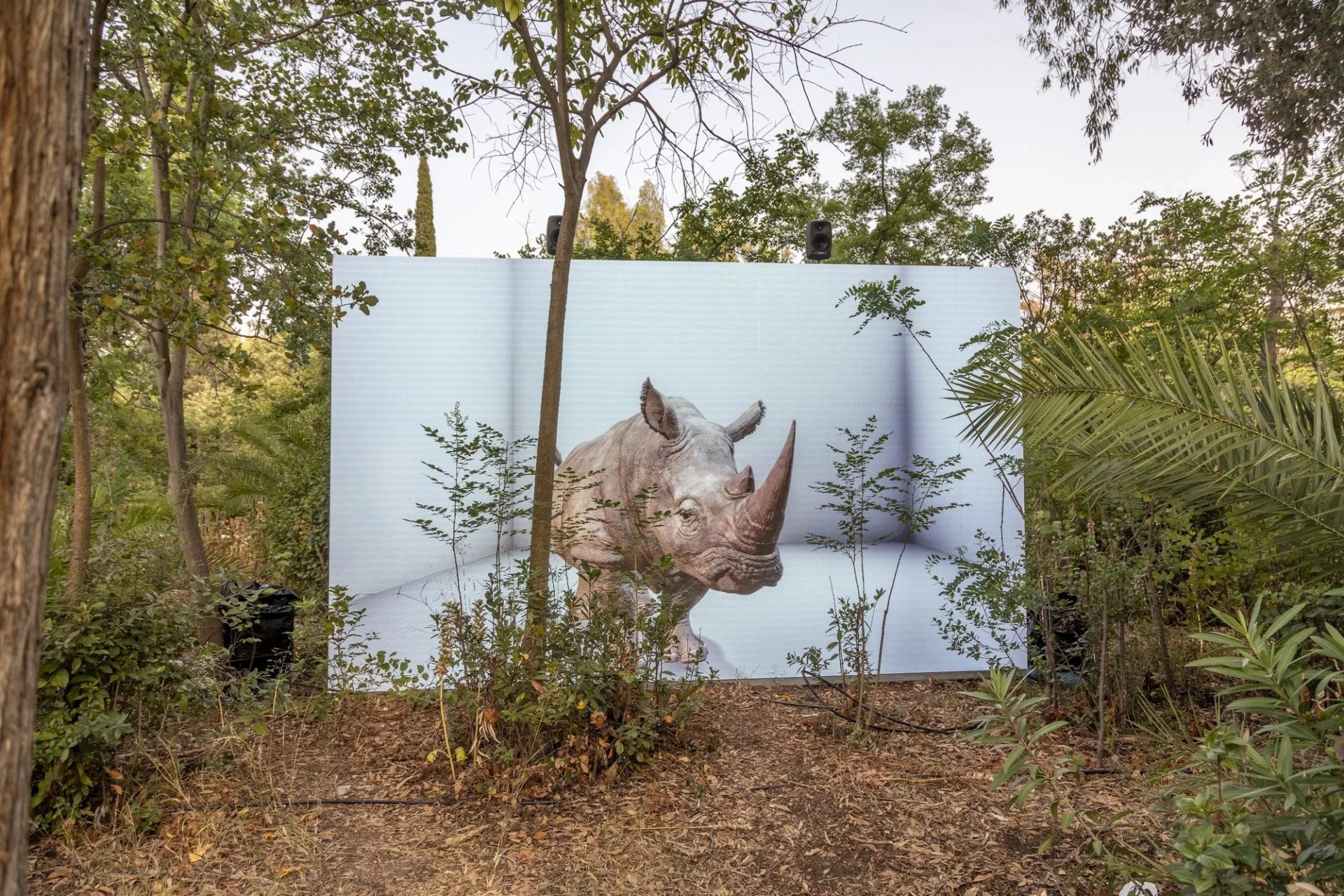 A digital image of a rhino displayed in an outdoor forest setting, blending technology with nature.