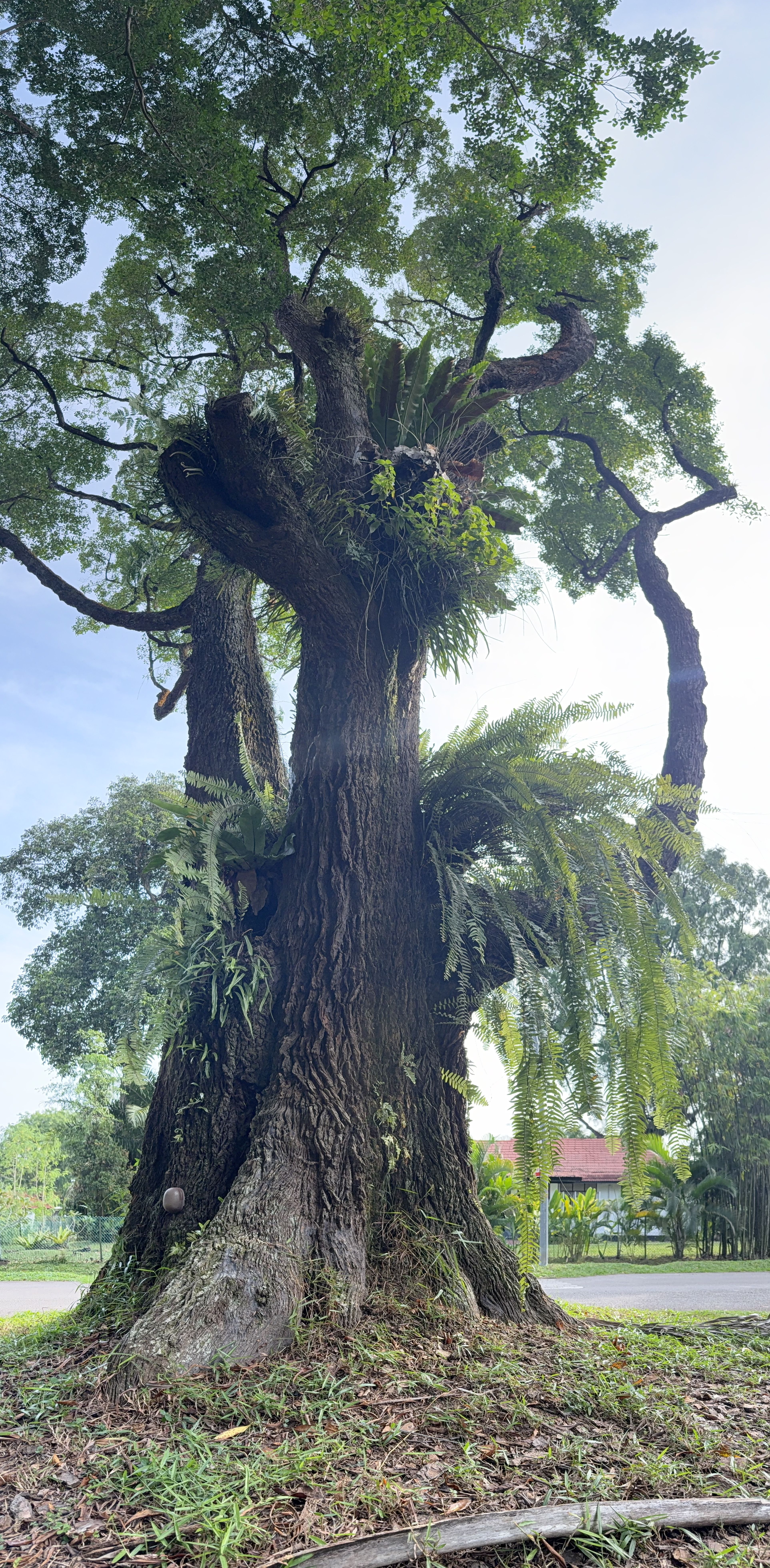 Another large Tembusu tree with multiple thick trunks and lush epiphytes growing on it.