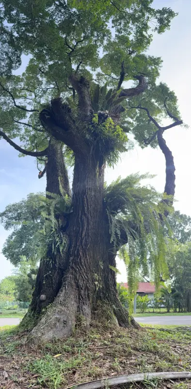Another large Tembusu tree with multiple thick trunks and lush epiphytes growing on it.