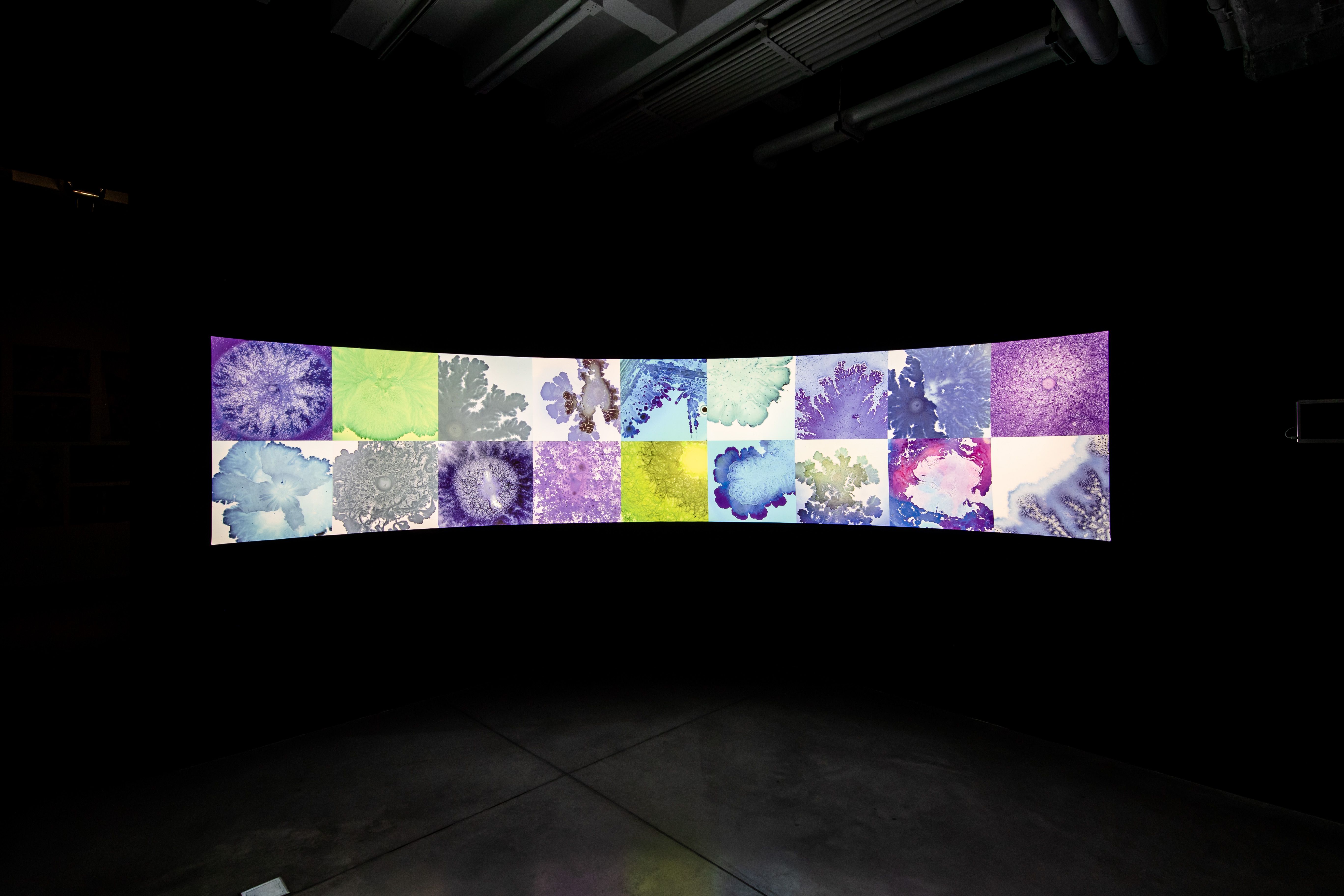 Wide colorful projection of abstract, cellular patterns.
