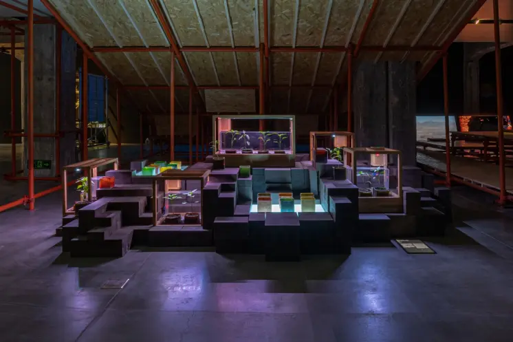 A tiered exhibition of plants in glass cases with glowing colors.