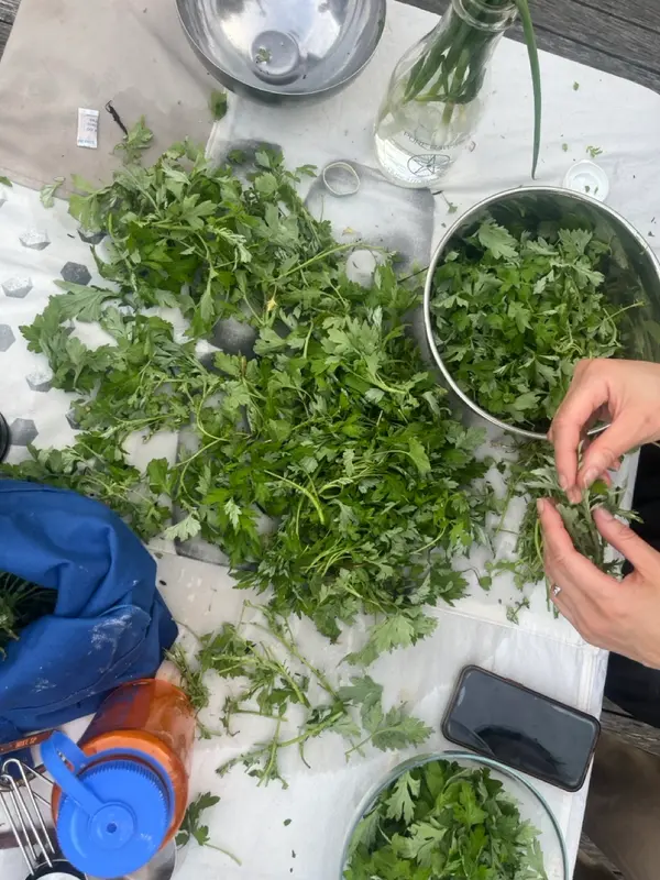 A close-up of a table with a large amount of fresh green herbs being prepared, surrounded by bowls, a bottle, and other kitchen items.