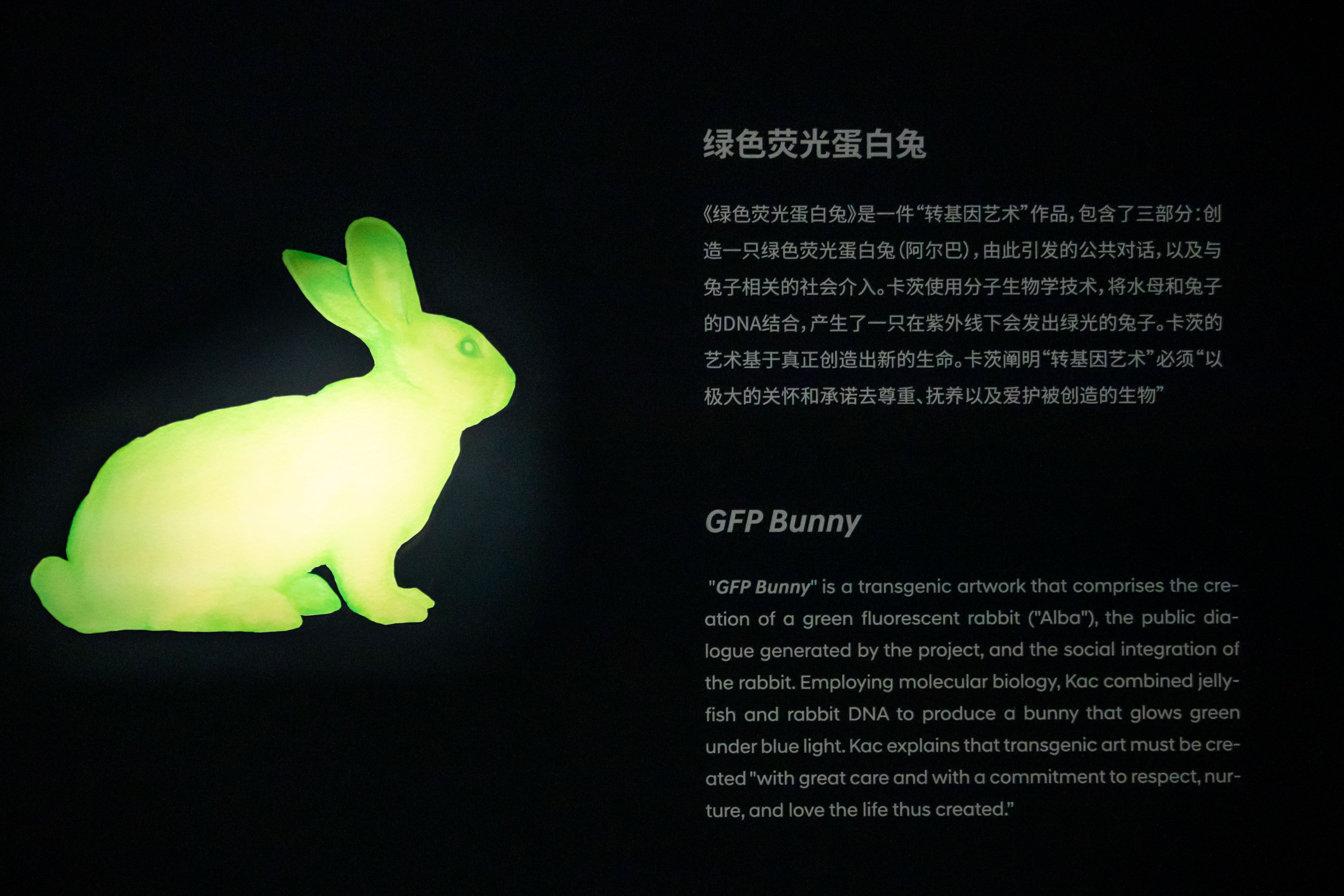 Glowing green rabbit figure next to information about "GFP Bunny."