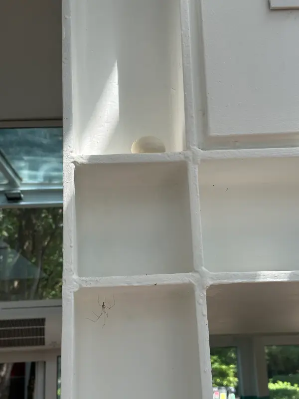 A small egg and a spider inside a white grid structure, with sunlight casting shadows.