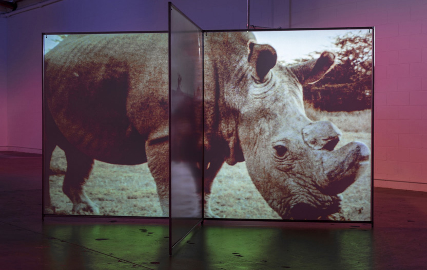 A brightly lit gallery with multicolored projections cascading across the walls, featuring the prominent image of a rhinoc...