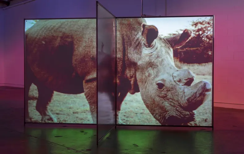 A brightly lit gallery with multicolored projections cascading across the walls, featuring the prominent image of a rhinoc...