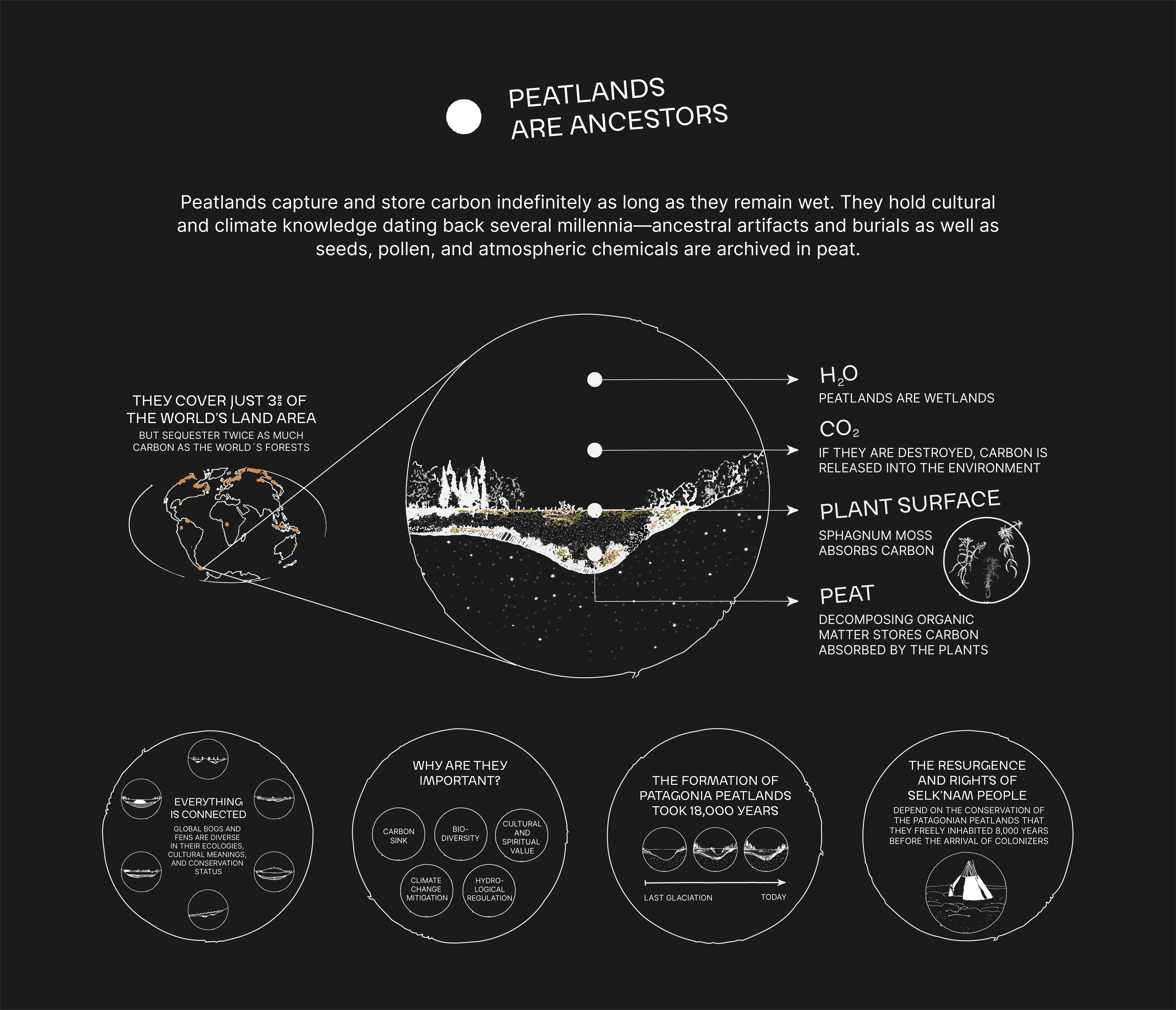Educational infographic illustrating peatlands' role in carbon storage, biodiversity, and climate regulation.