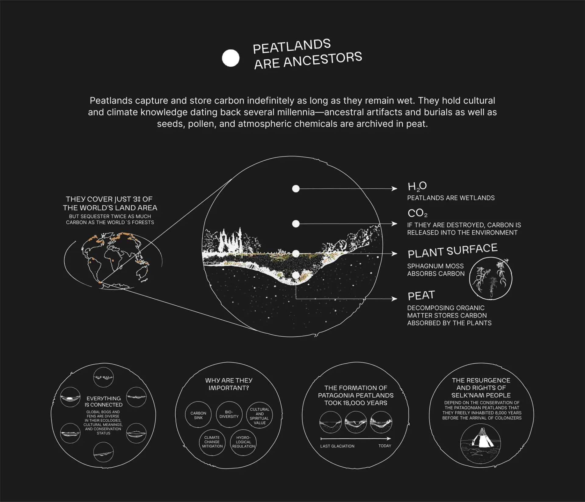 Educational infographic illustrating peatlands' role in carbon storage, biodiversity, and climate regulation.