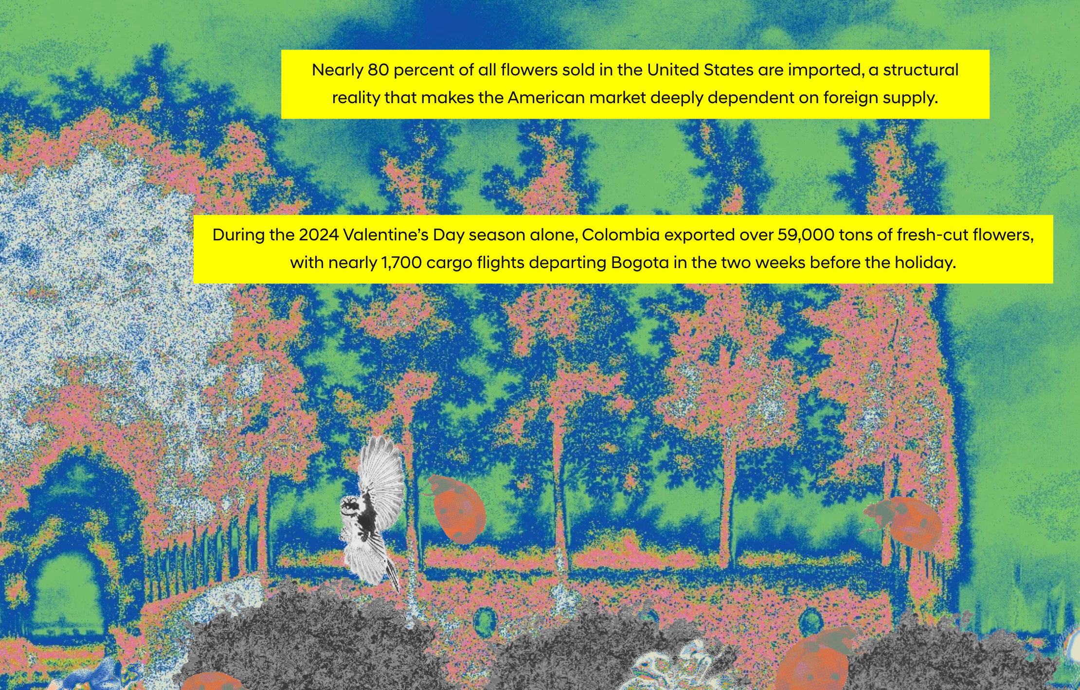 False-color park path with a bird and ladybugs. Text on US flower imports and Colombia's 2024 Valentine's Day exports.