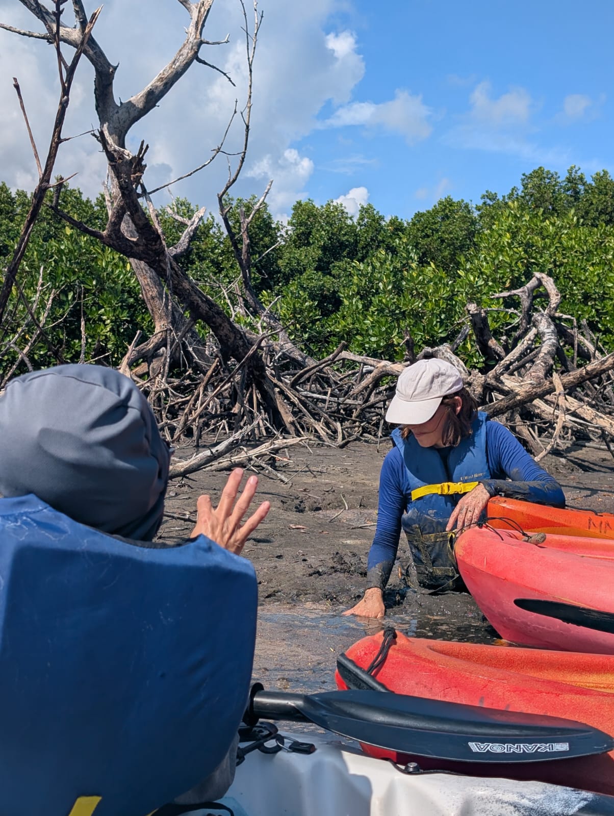 Two people kayaking through a muddy wetland surrounded by mangrove trees.