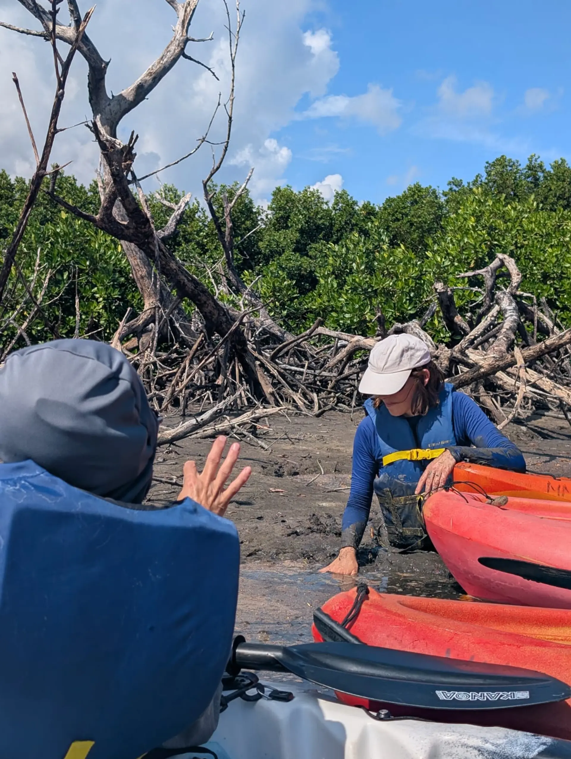 Two people kayaking through a muddy wetland surrounded by mangrove trees.