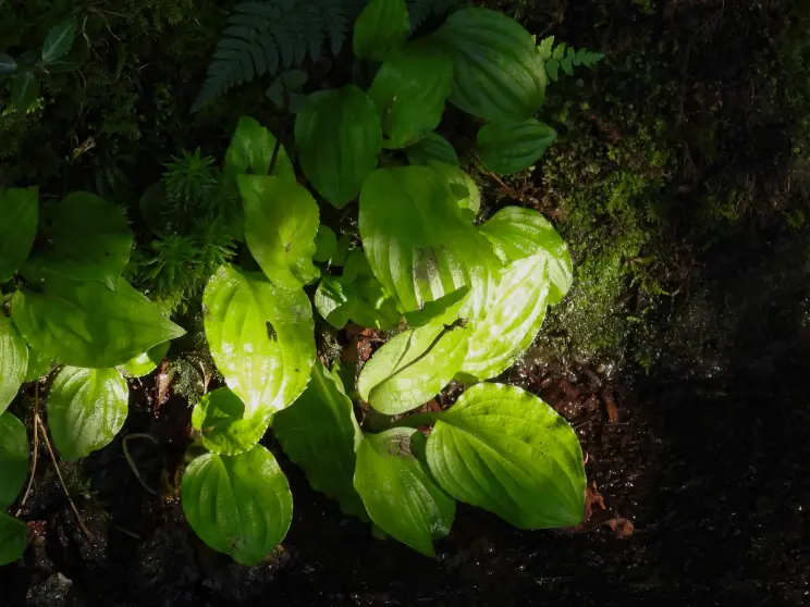 Close-up of bright green leaves growing on a mossy forest floor.