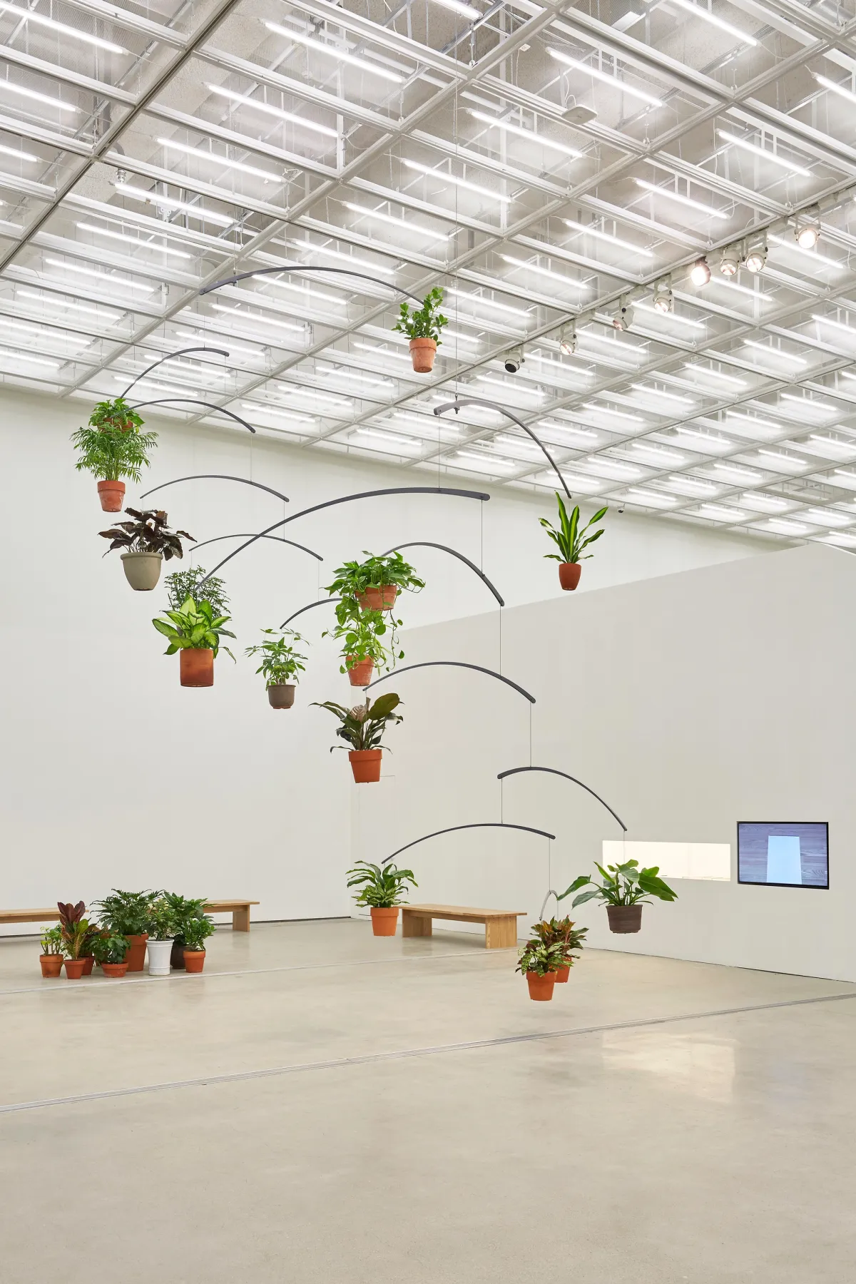 A bright gallery room filled with houseplants in pots hanging from the ceiling, intertwined with curved wooden sticks.