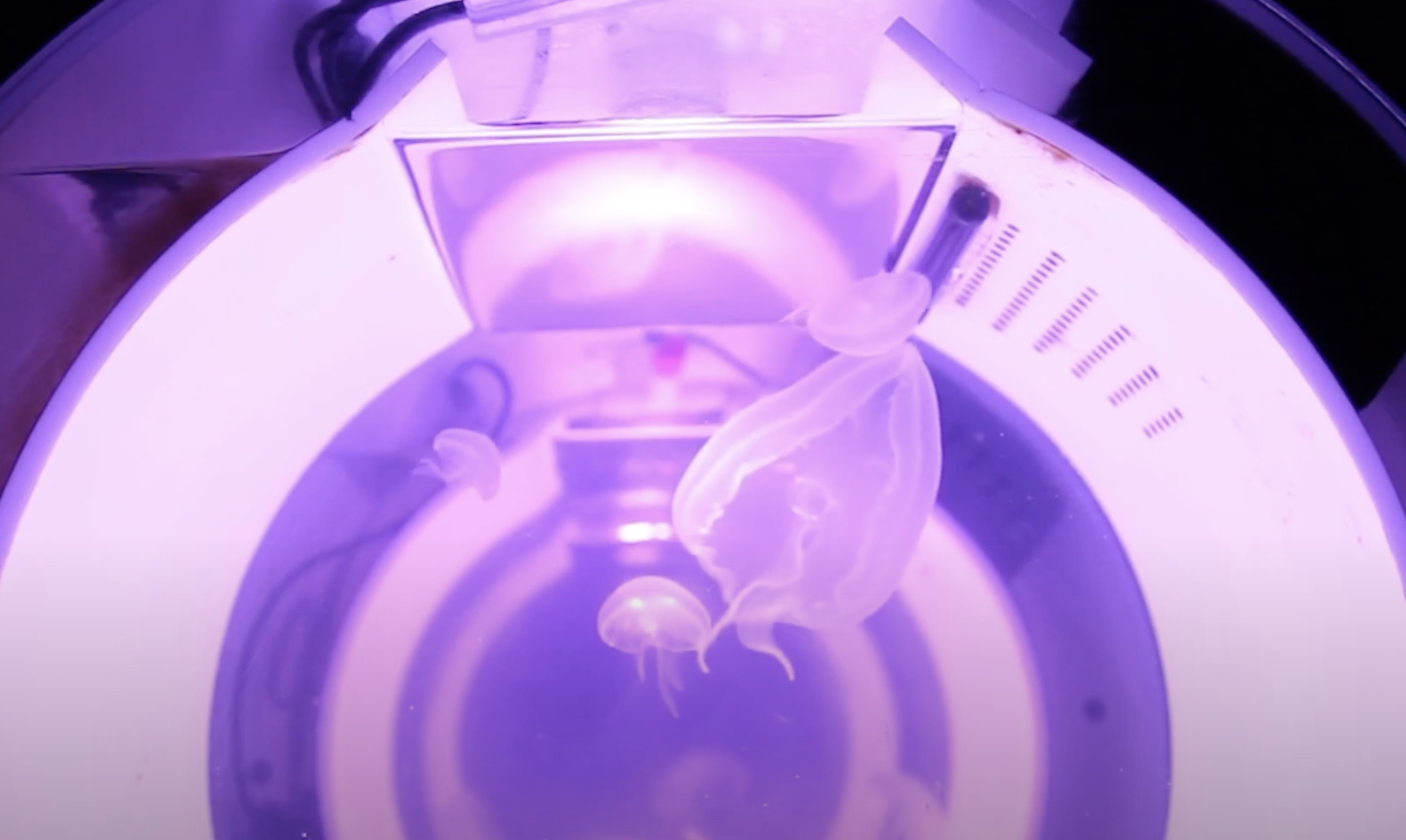White medusa-like figures displayed within a metallic machine, bathed in an ethereal glow of violet light.