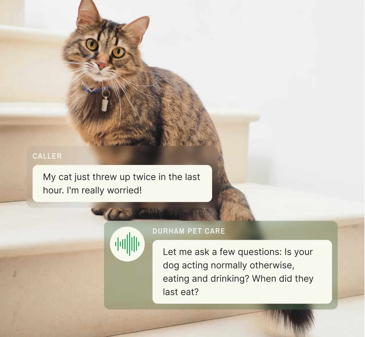 Tabby cat with blue collar on white ledge as Durham Pet Care's after-hours veterinary service responds to urgent health concern