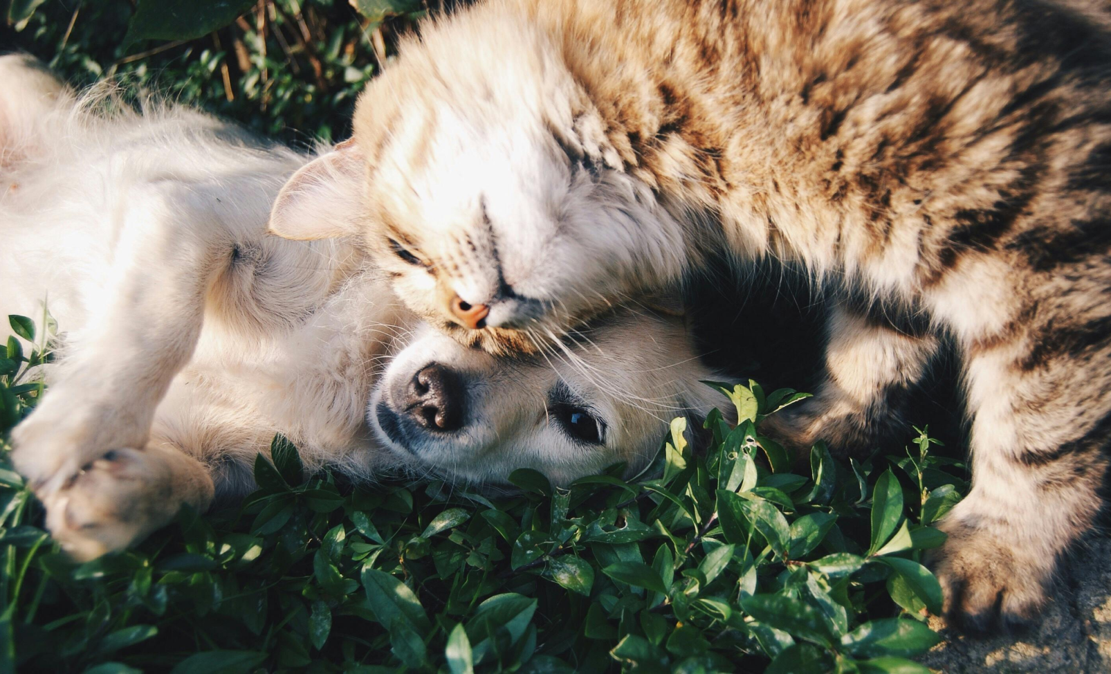 The 4 most time-draining tasks in a vet clinic—and how to automate them