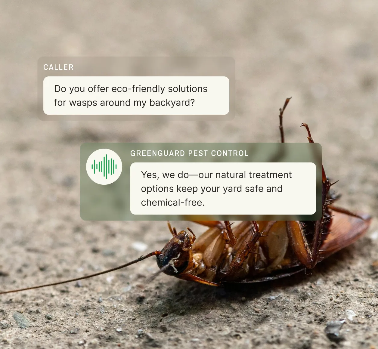 Example of a pest control answering service conversation where a caller inquires about eco-friendly wasp control solutions, with the service offering natural and chemical-free treatments.