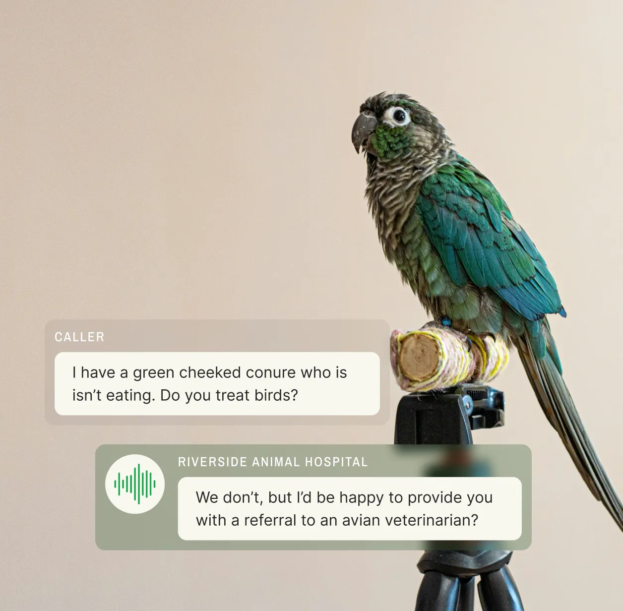 Green-cheeked conure perched on tripod while veterinary answering service provides avian specialist referral through Riverside Animal Hospital